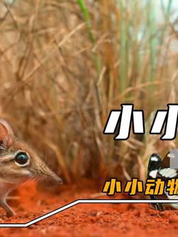 小小动物大大本领