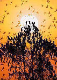 里坡村：万鸟归巢万鸟出巢