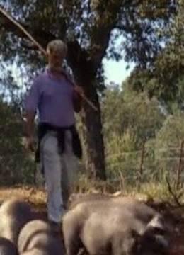 安达鲁西亚的养猪户