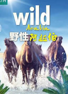 野性阿拉伯