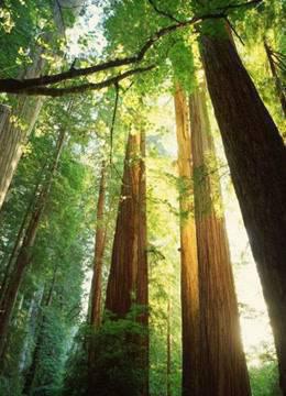 当这地球没有树