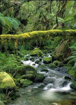 无人荒野：亚马逊