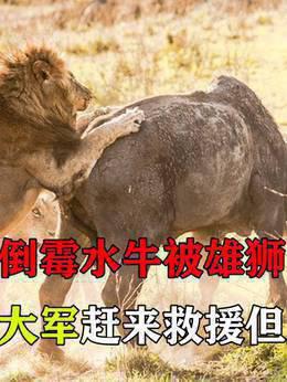倒霉水牛被雄狮一招撂翻，水牛大军赶来救援但为时已晚