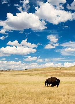北美大平原：留恋的荒野