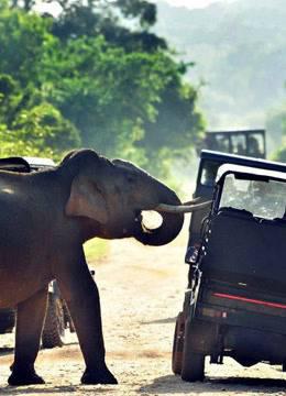 这些动物你都不想碰到