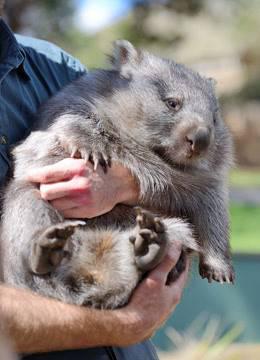 袋熊的私密生活