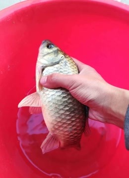 桥上筏钓，专注野钓，夏季钓鱼精选