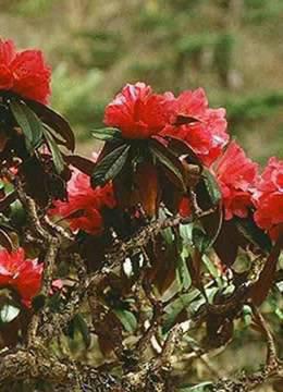 “一花一园一城”宣传片