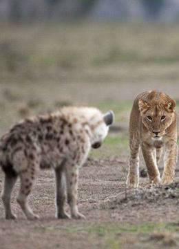困境中的鬣狗小子