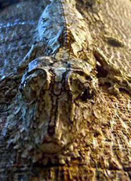 当心这些危险动物会迷惑你！