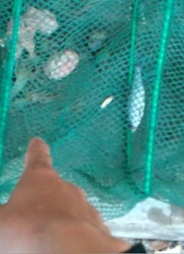 户外打野精选集