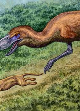 科普社会现象动物事件