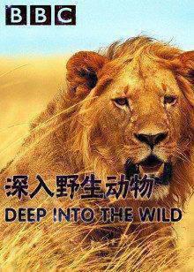BBC深入野生动物