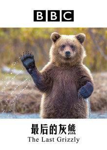 最后的灰熊