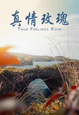 真情玫瑰