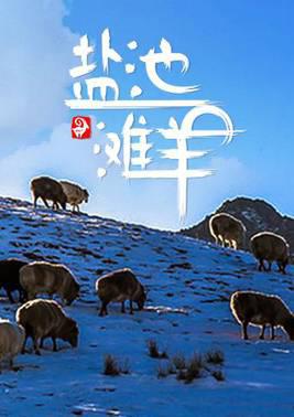 盐池滩羊