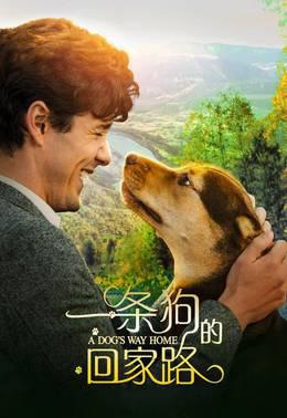 一条狗的回家路