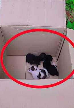 看动物故事，品百味人生！