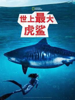 世上最大虎鲨