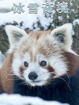 冰雪奇境英语中字版